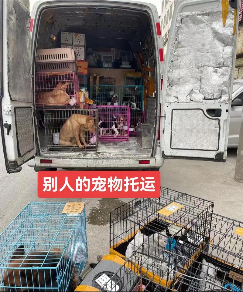 高铁托运狗狗多少钱 高铁托运狗狗多少钱