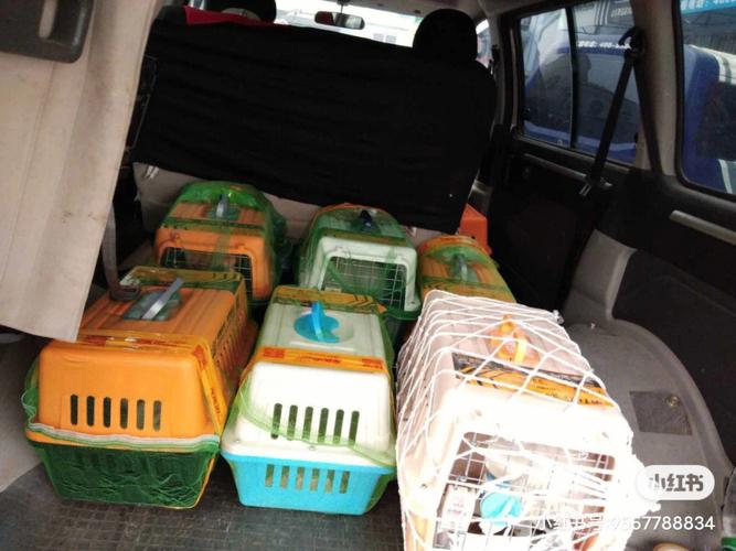 宠物可以火车托运吗 宠物可以火车托运吗