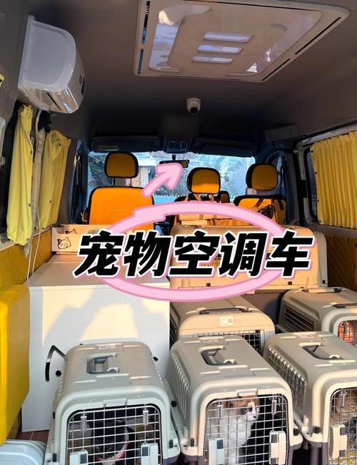 猫咪走空运大概要多少费用 猫咪走空运大概要多少费用